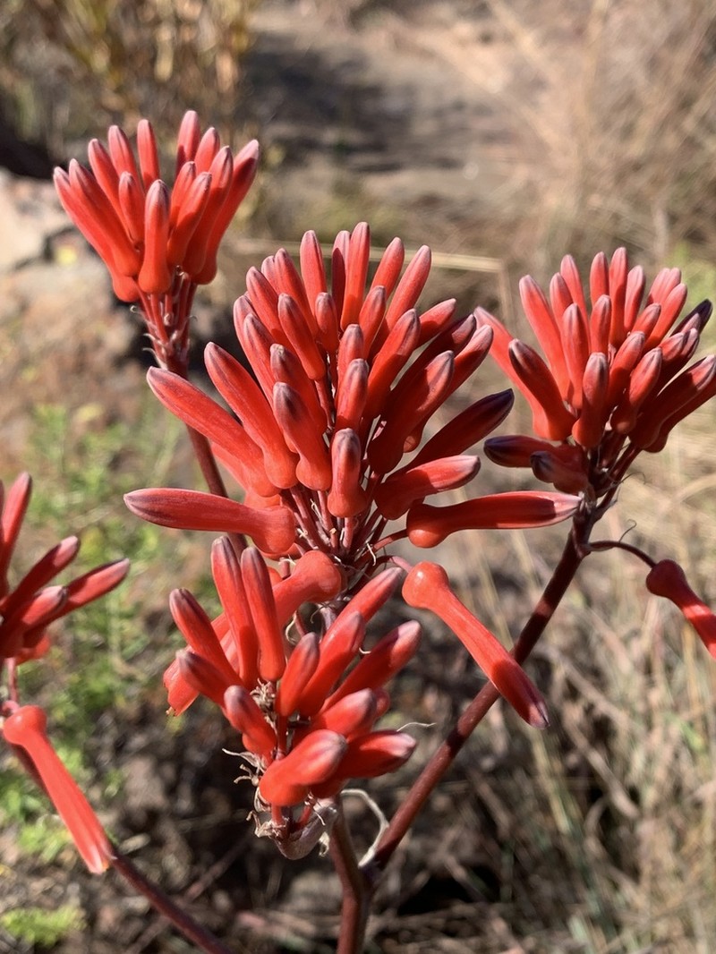 Aloe branddraaiensis photo 5