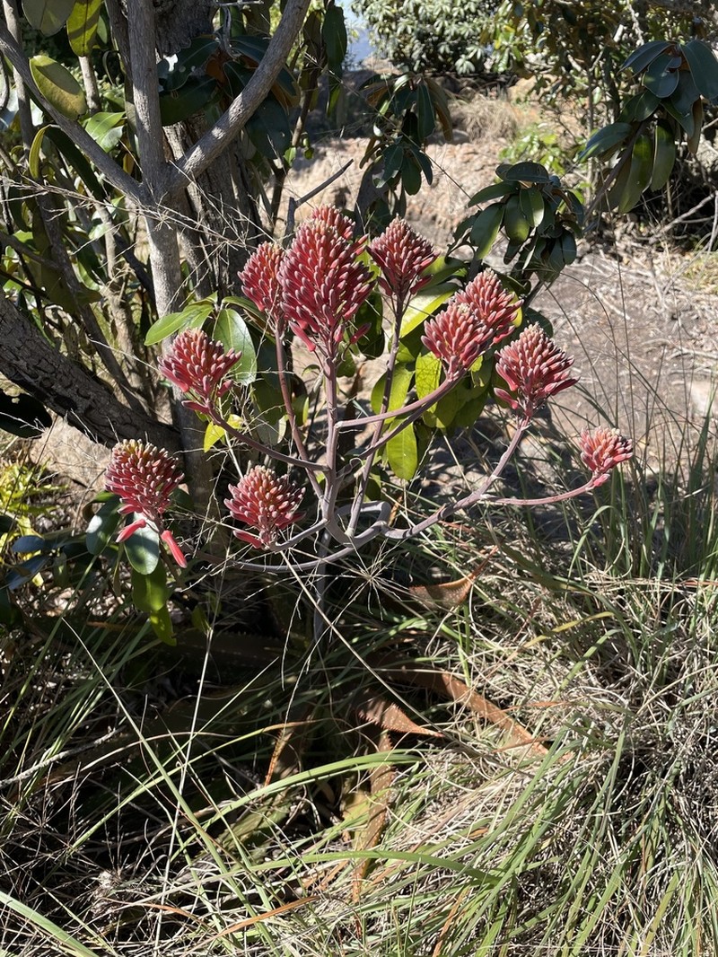 Aloe branddraaiensis photo 6