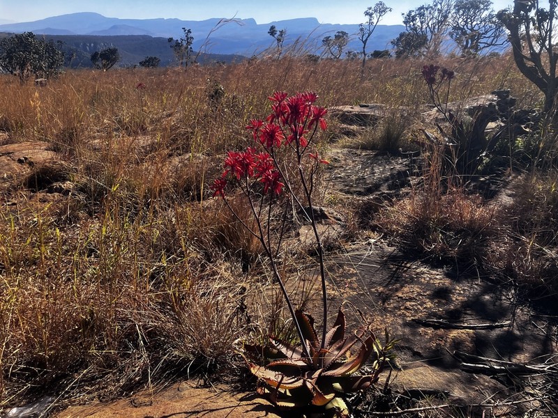 Aloe branddraaiensis photo 7