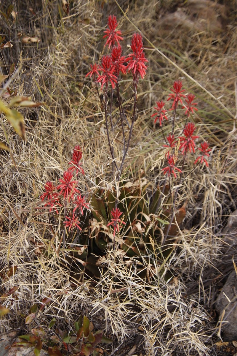 Aloe branddraaiensis photo 8
