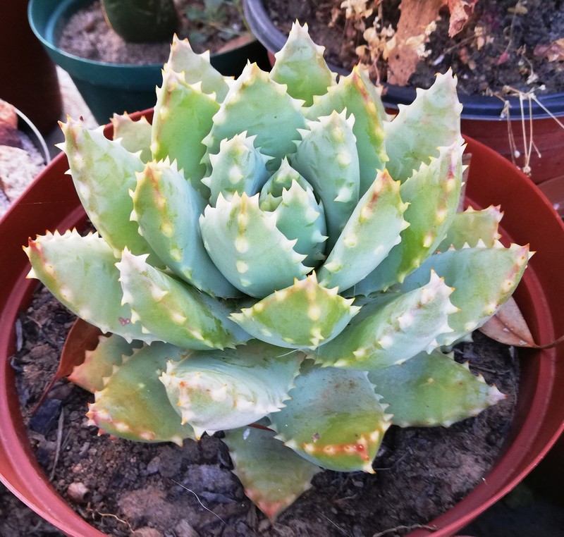 Aloe brevifolia photo 2
