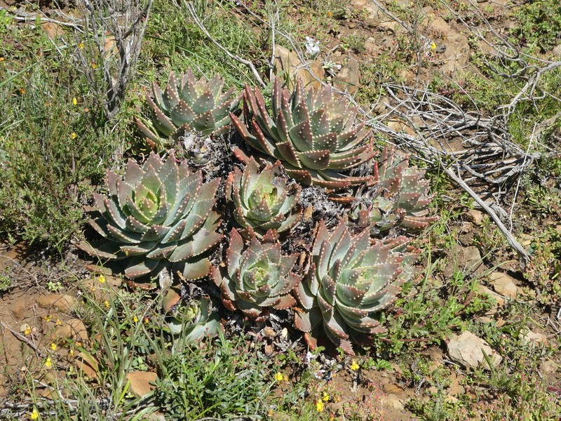 Aloe brevifolia photo 3