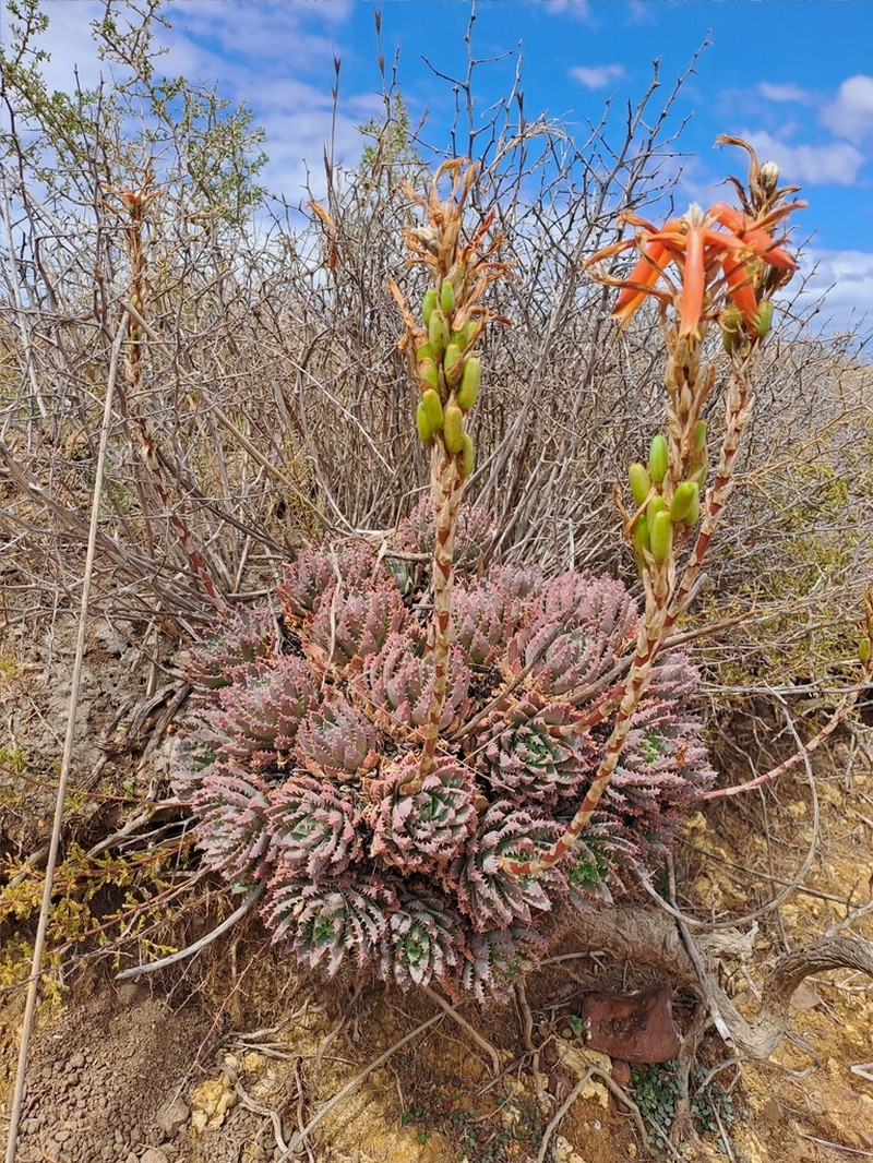 Aloe brevifolia photo 4