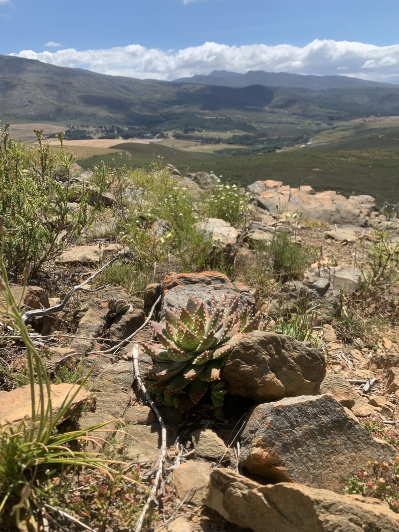 Aloe brevifolia photo 5