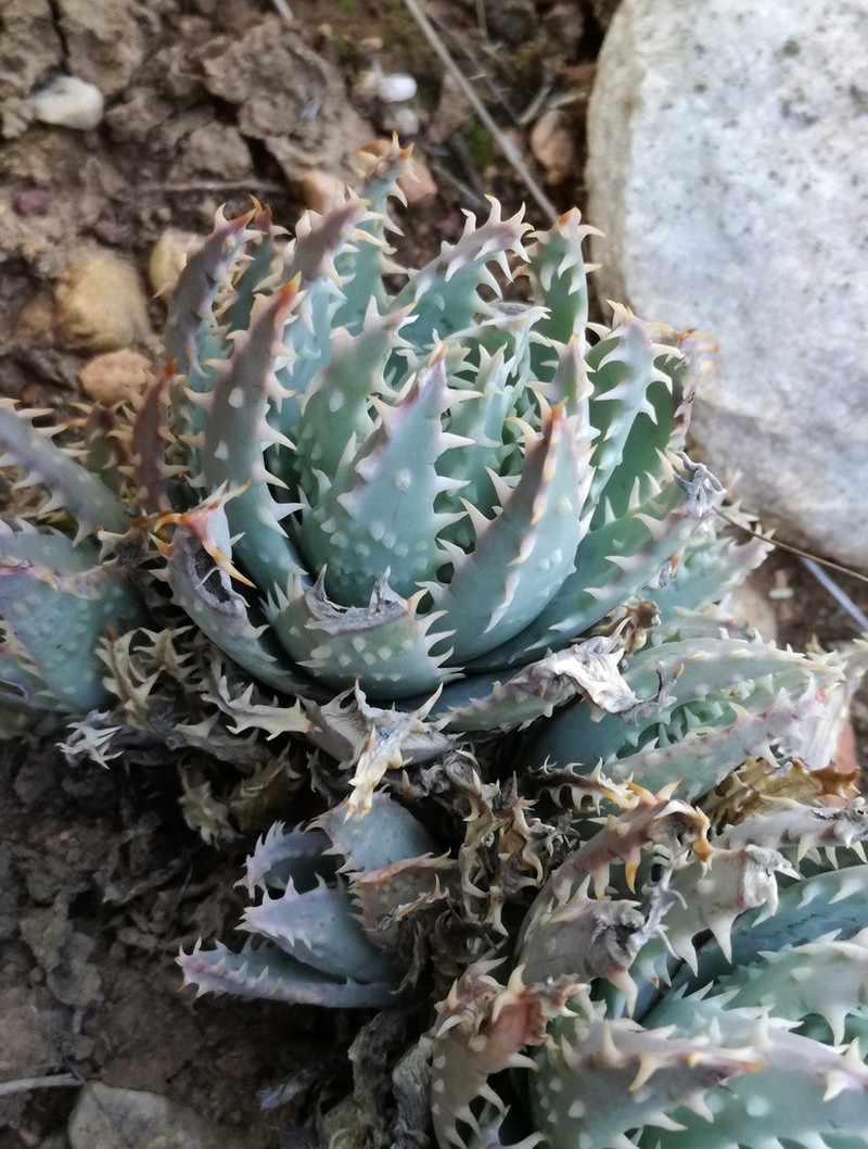 Aloe brevifolia photo 6