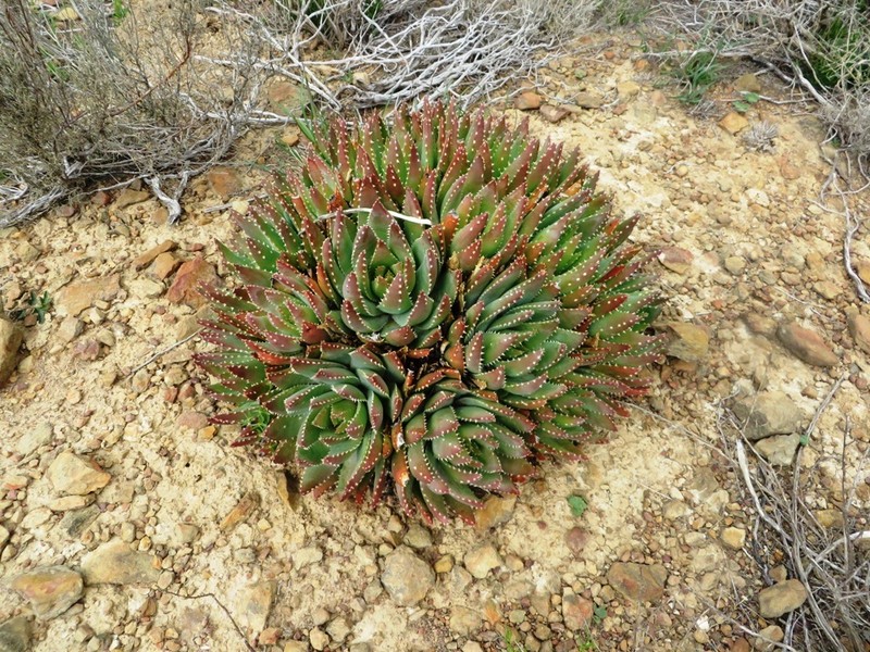 Aloe brevifolia photo 7