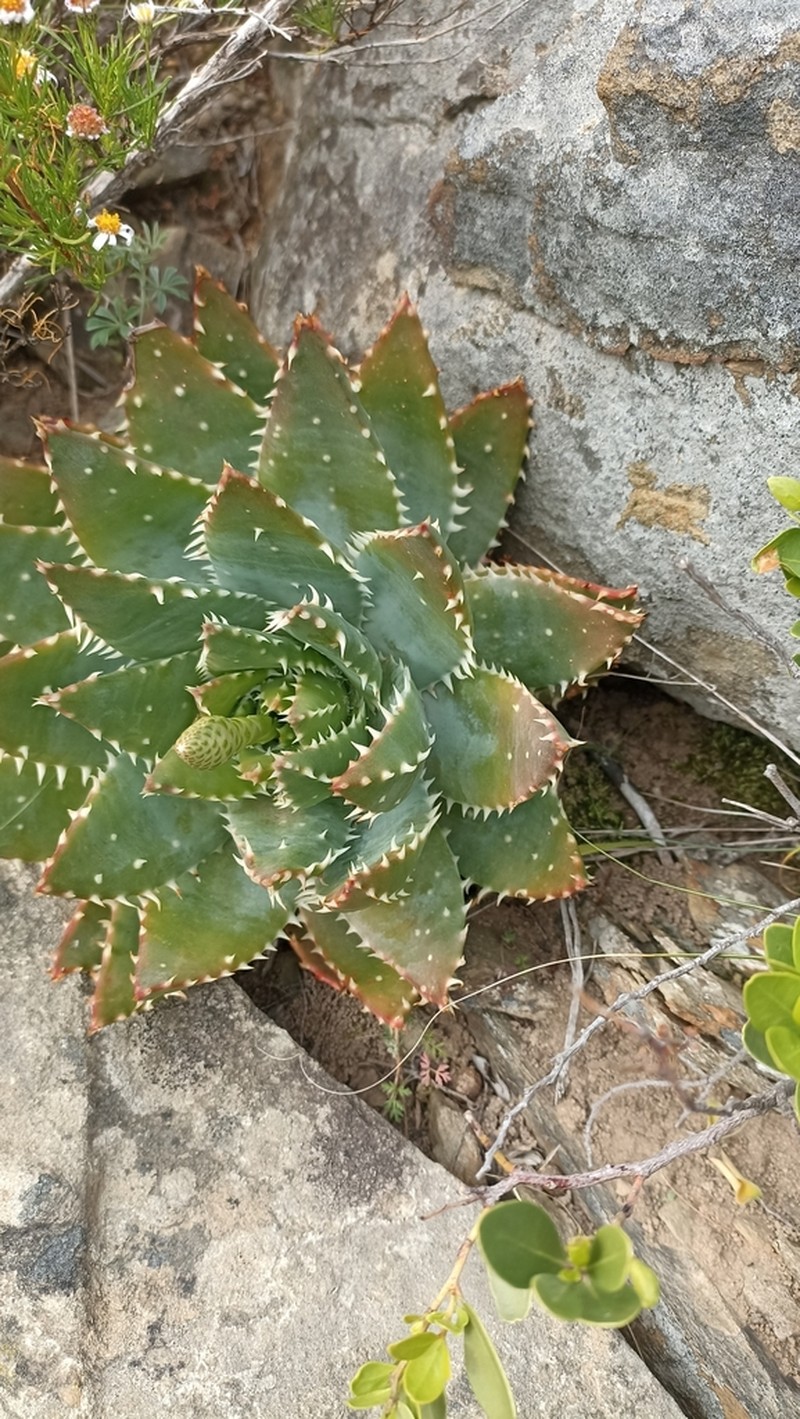 Aloe brevifolia photo 8