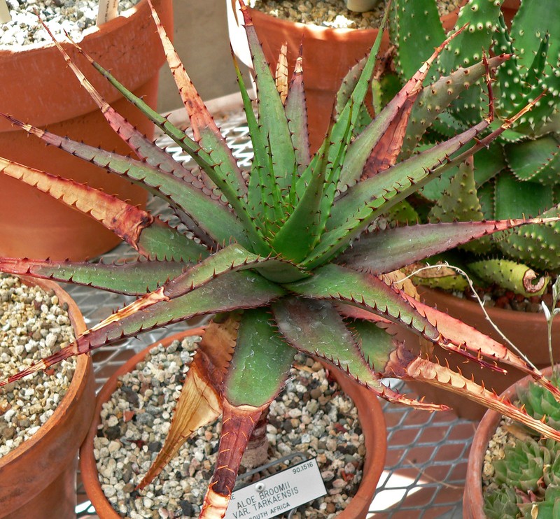 Aloe broomii