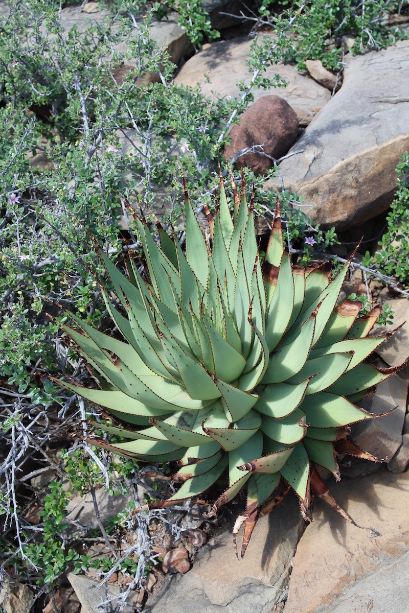 Aloe broomii photo 2