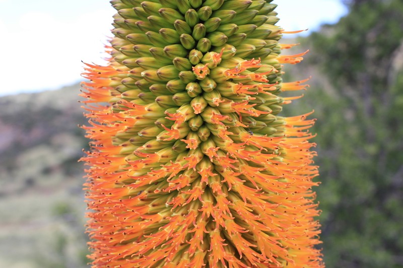 Aloe broomii photo 3