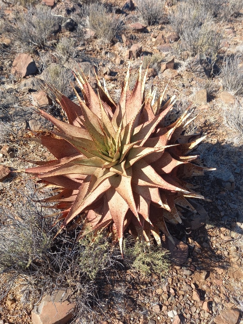 Aloe broomii photo 4