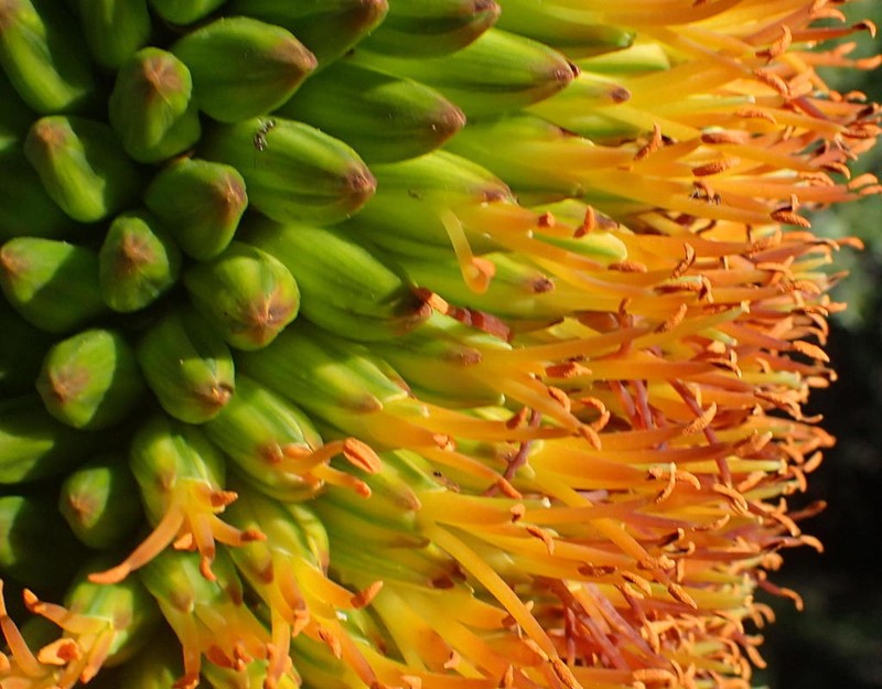 Aloe broomii photo 5