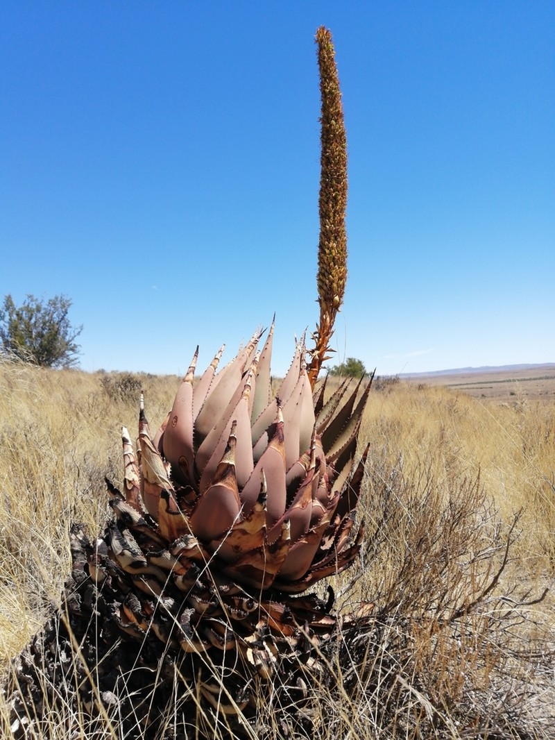 Aloe broomii photo 6