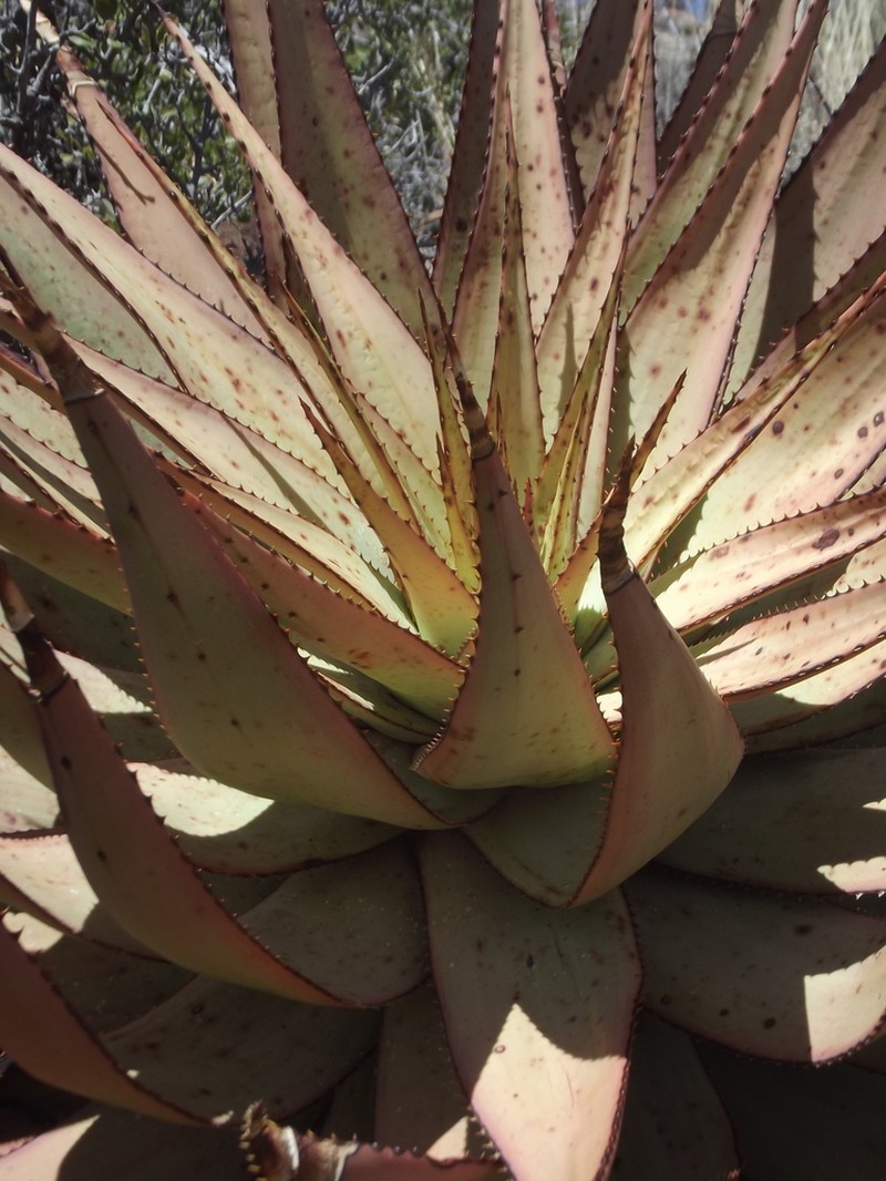 Aloe broomii photo 7