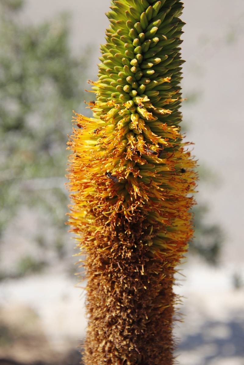 Aloe broomii photo 8