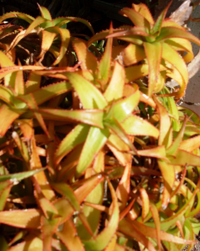 Aloe bruynsii