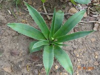 Aloe buettneri