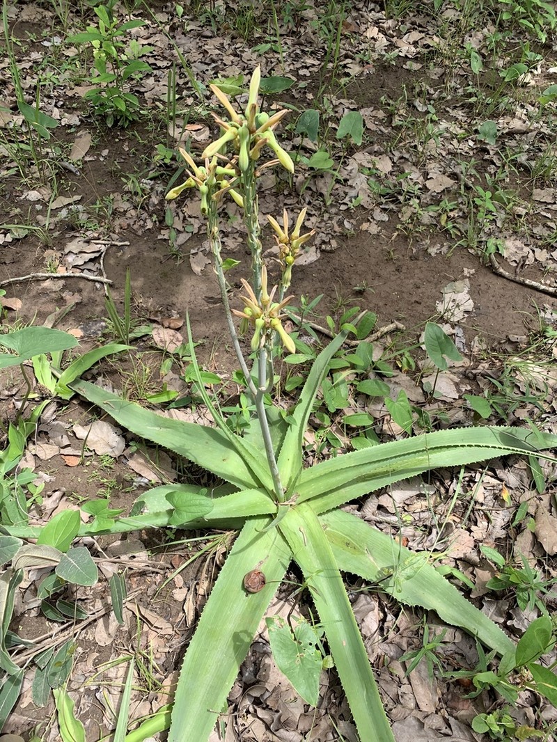 Aloe buettneri photo 2