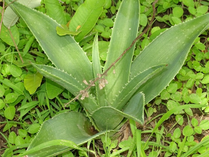 Aloe buettneri photo 5