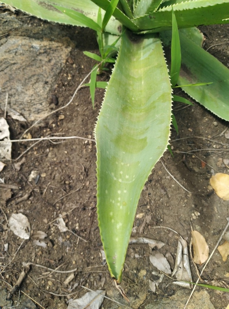 Aloe buettneri photo 7