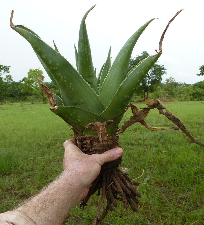Aloe buettneri photo 8