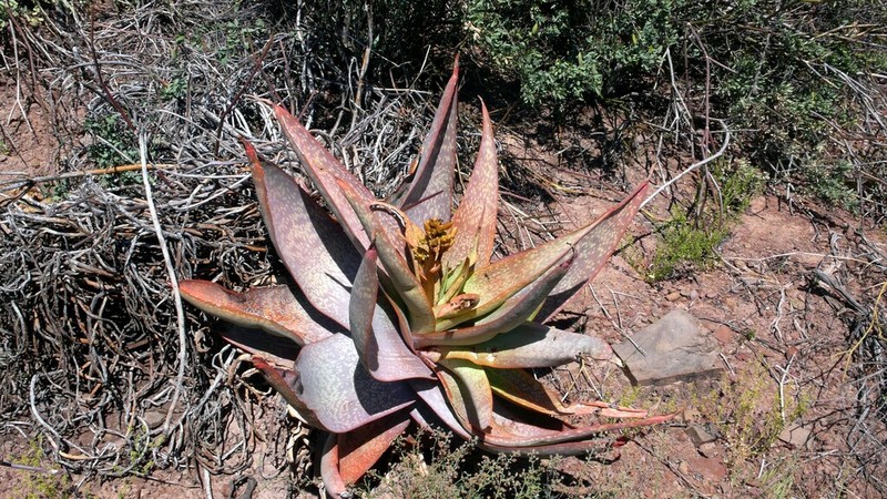 Aloe buhrii