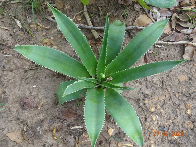 Aloe bulbicaulis