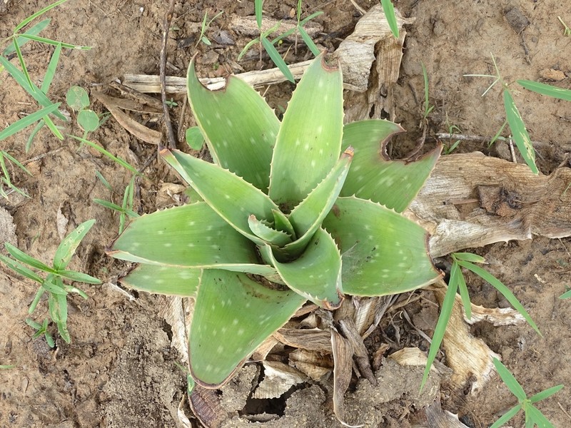Aloe bulbicaulis photo 3