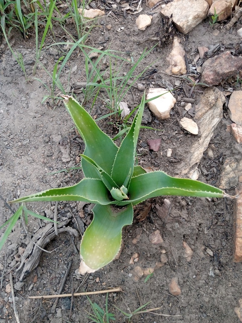 Aloe bulbicaulis photo 4