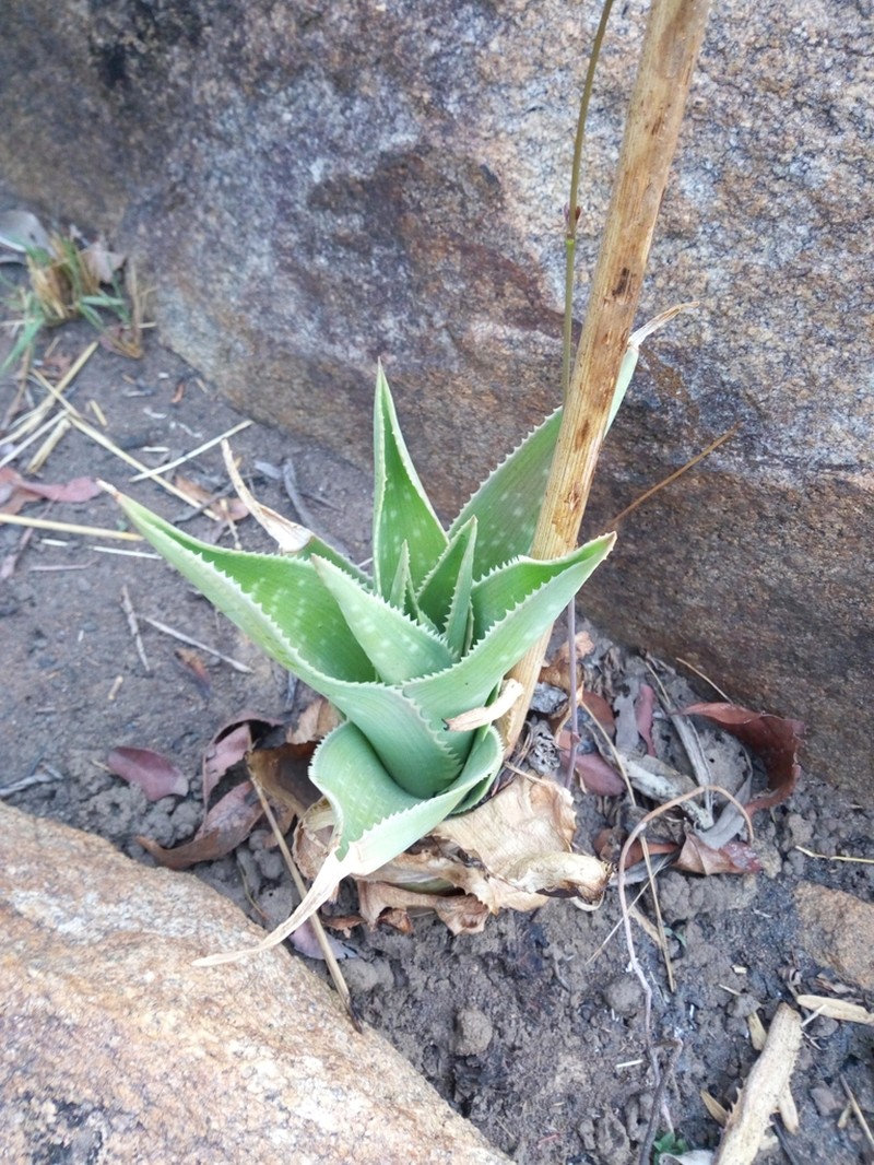 Aloe bulbicaulis photo 6