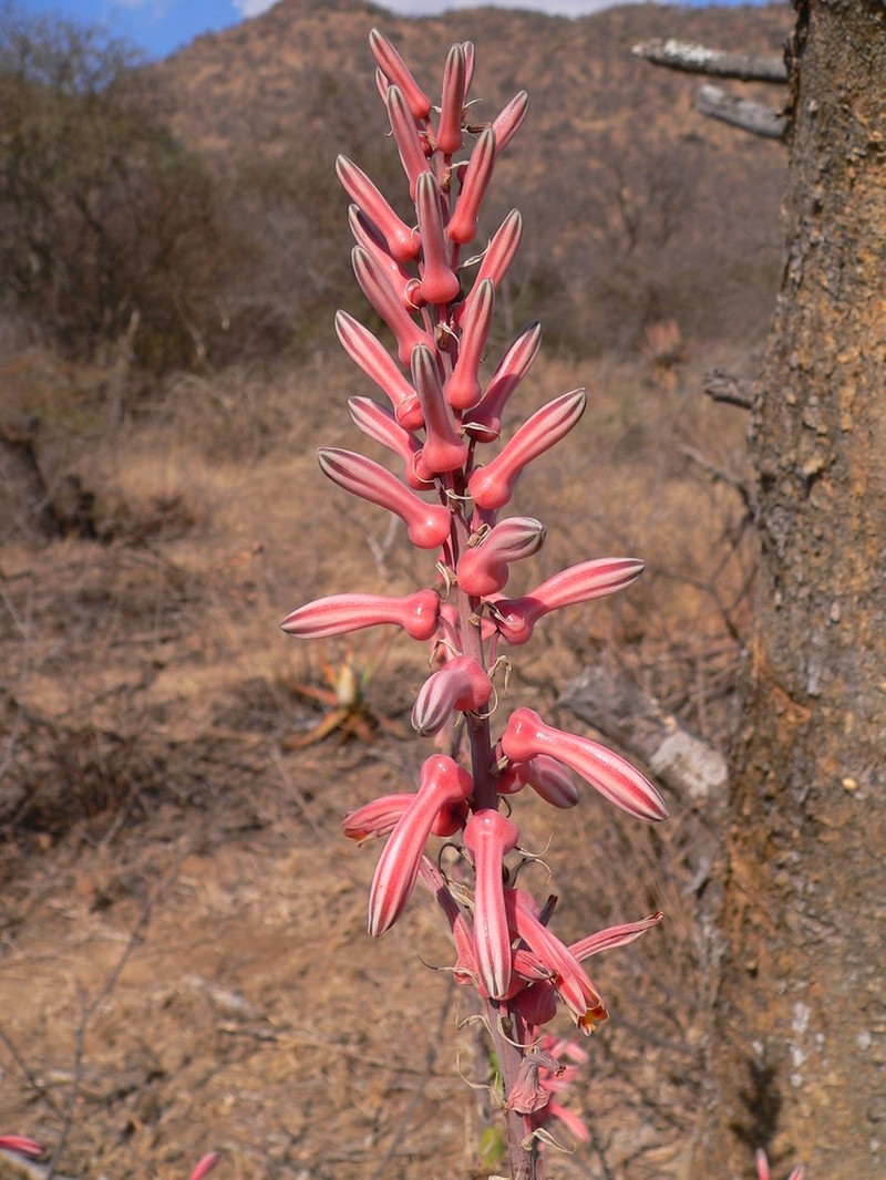 Aloe burgersfortensis