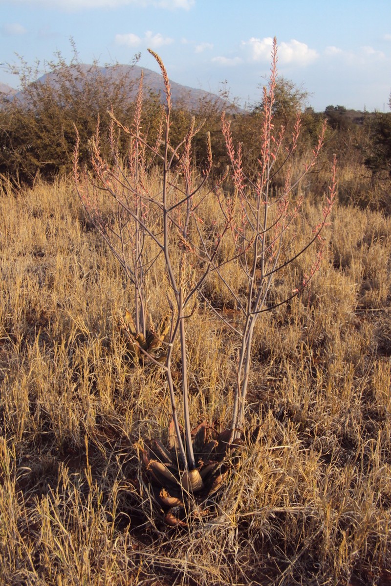Aloe burgersfortensis photo 2