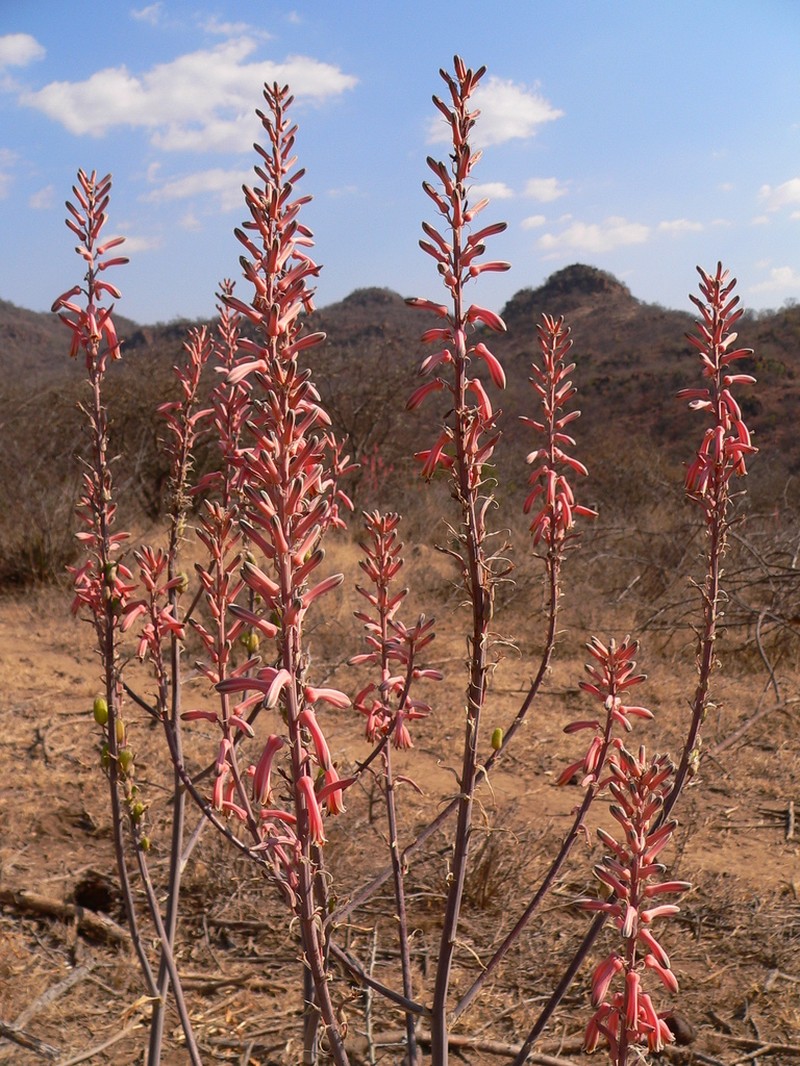 Aloe burgersfortensis photo 3