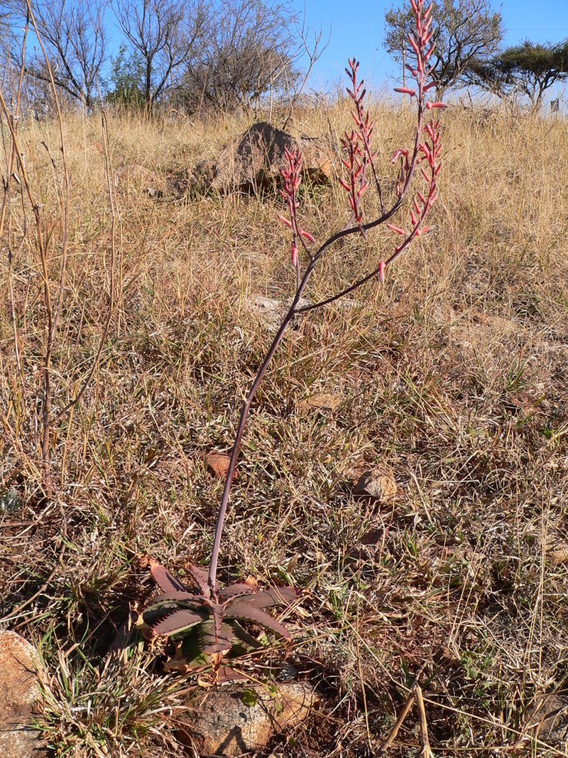 Aloe burgersfortensis photo 4