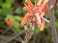 Aloe butiabana