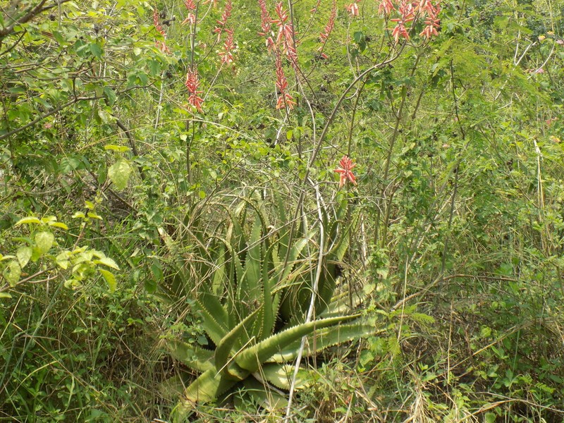 Aloe butiabana photo 2