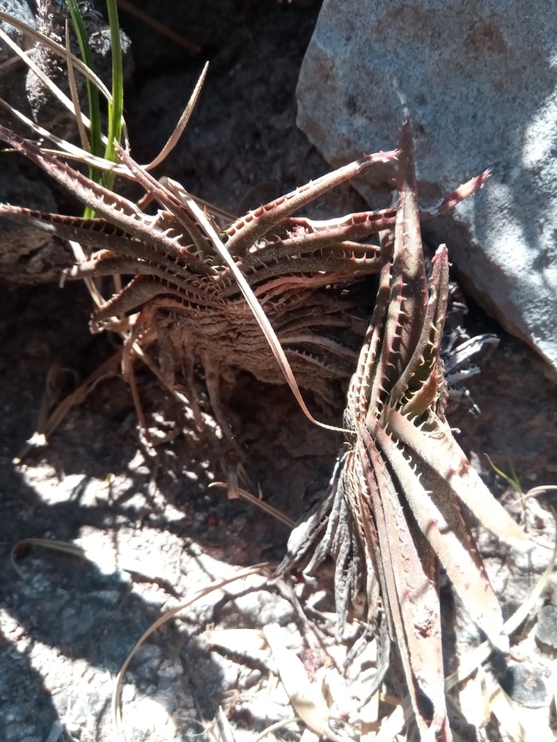 Aloe calcairophila