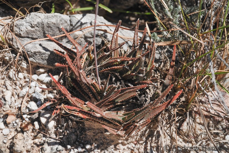 Aloe calcairophila photo 2