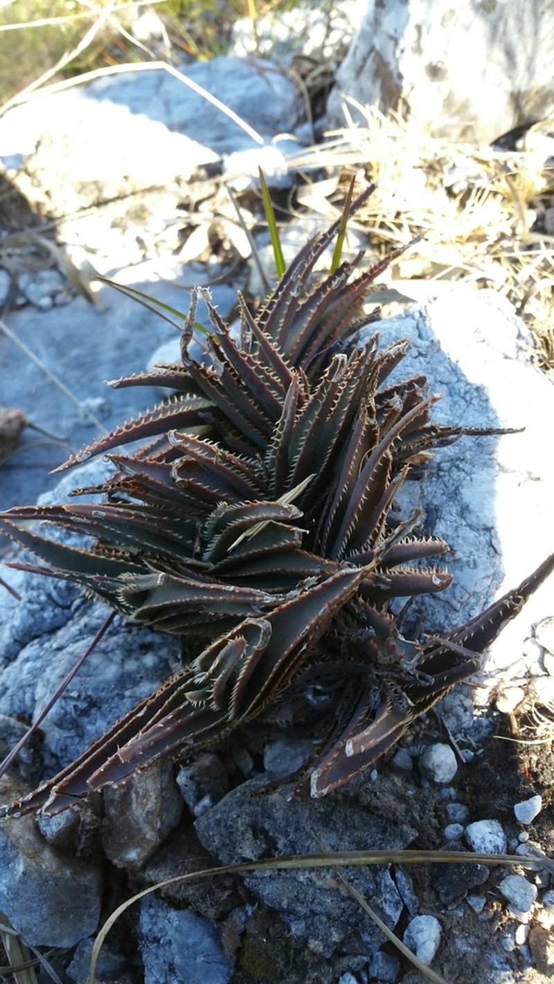 Aloe calcairophila photo 4
