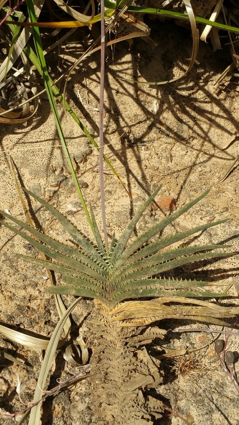 Aloe calcairophila photo 6