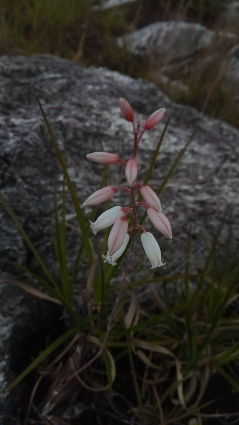 Aloe calcairophila photo 8