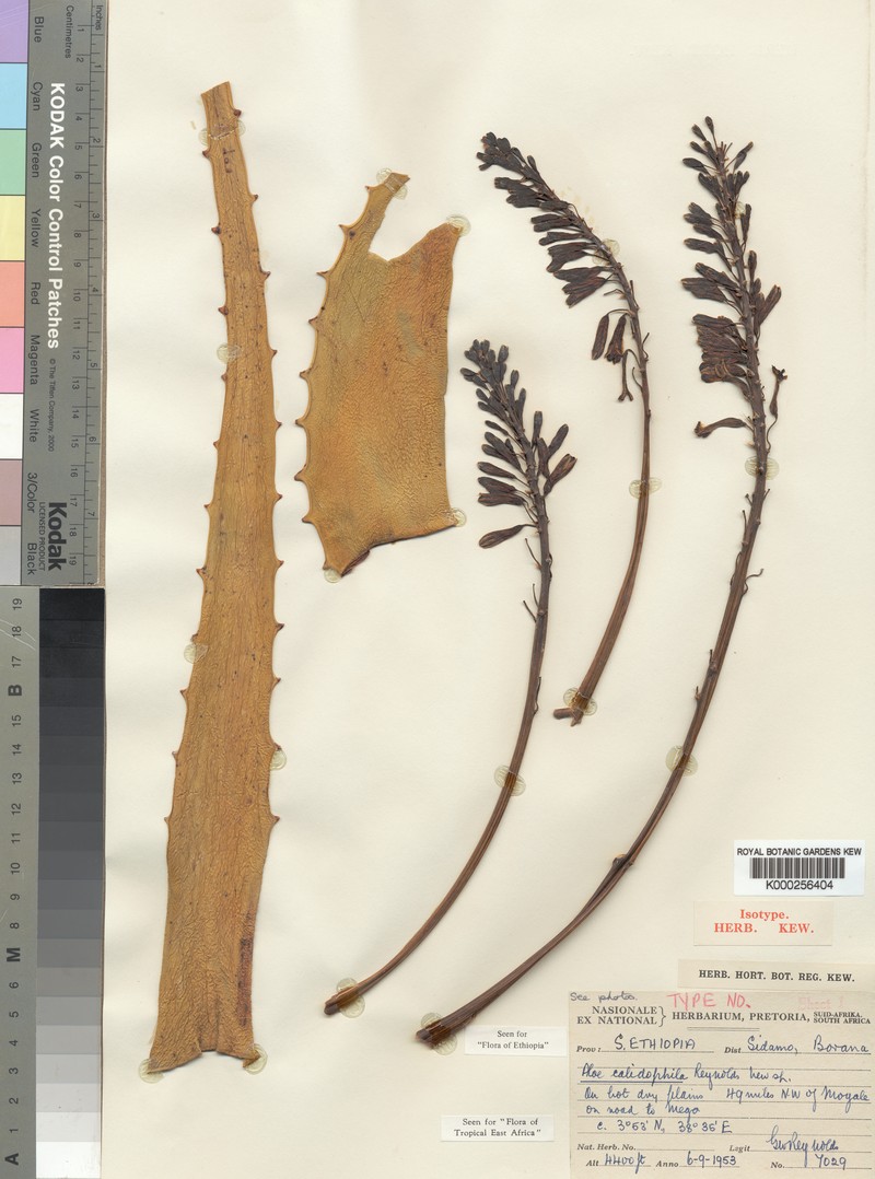 Aloe calidophila photo 2