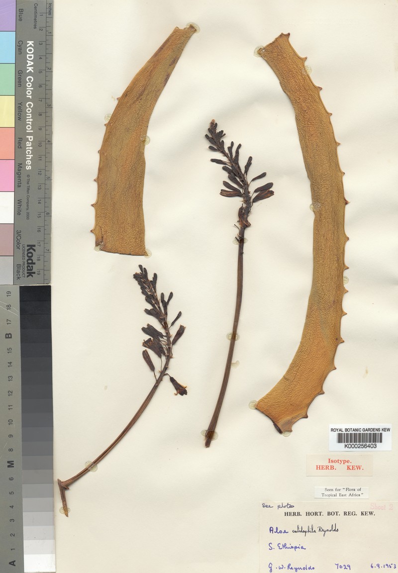 Aloe calidophila photo 3