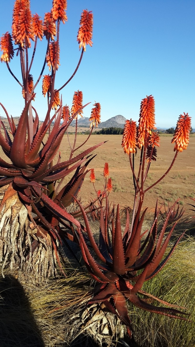 Aloe cameronii photo 2