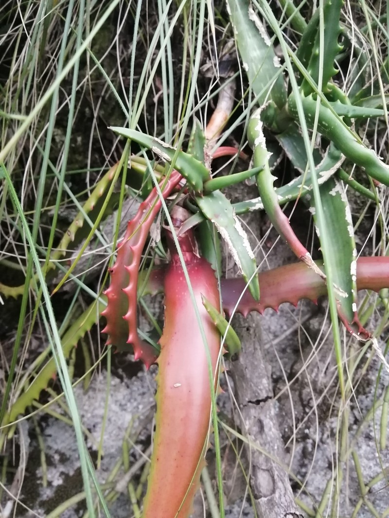 Aloe cameronii photo 4
