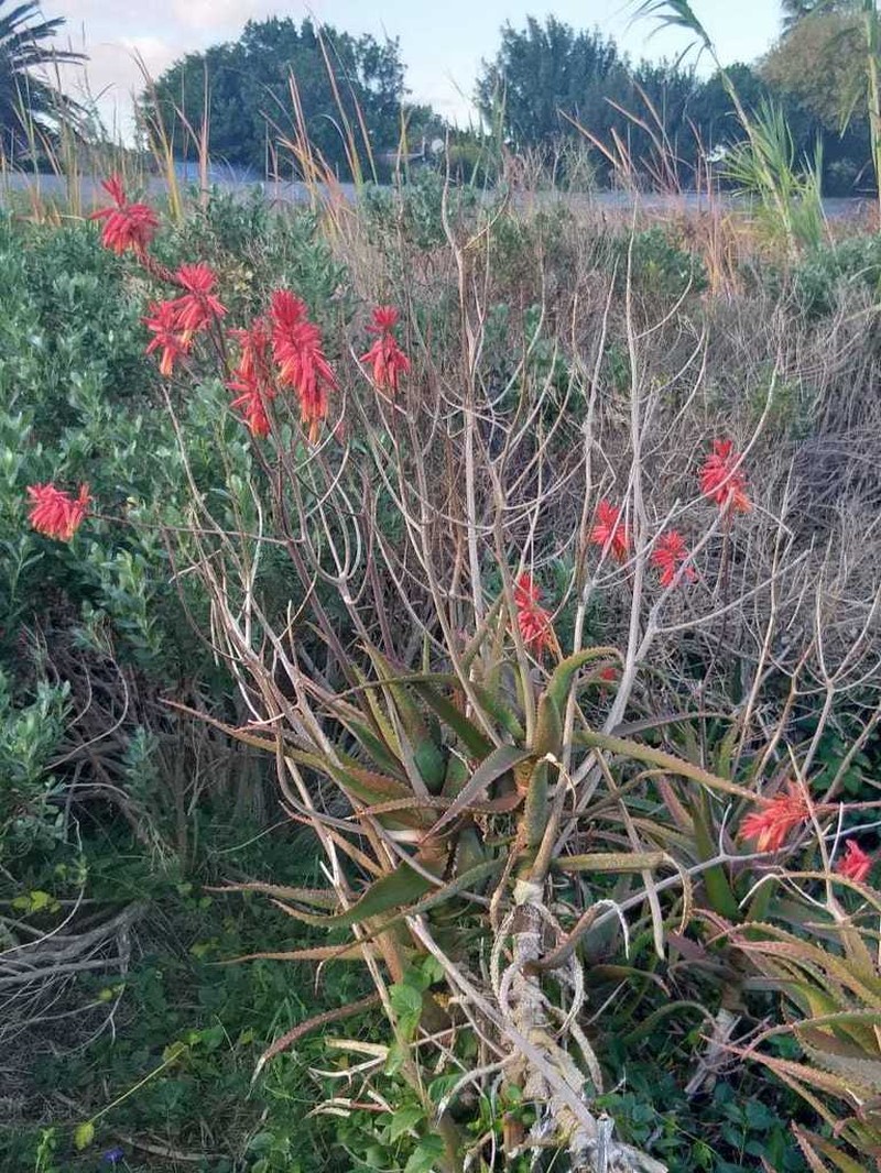 Aloe cameronii photo 5