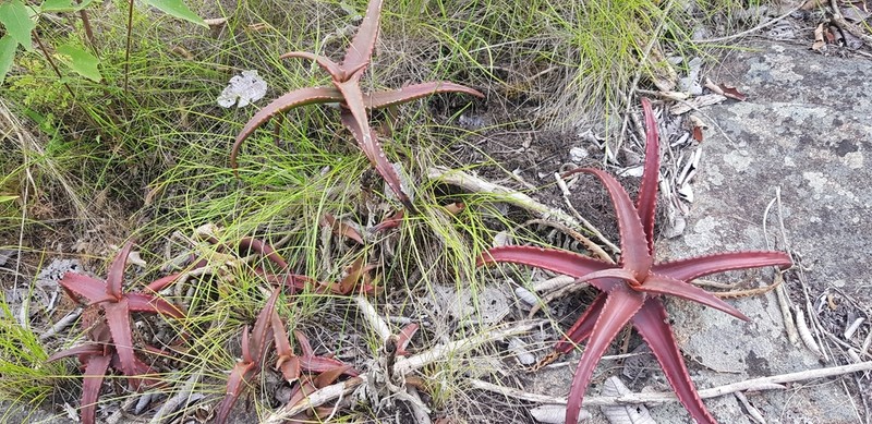 Aloe cameronii photo 6