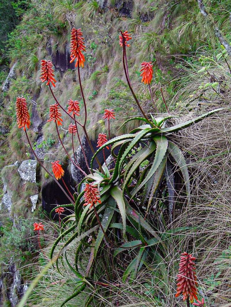 Aloe cameronii photo 8
