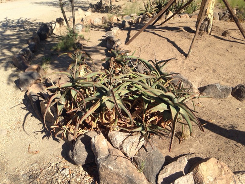 Aloe camperi photo 2