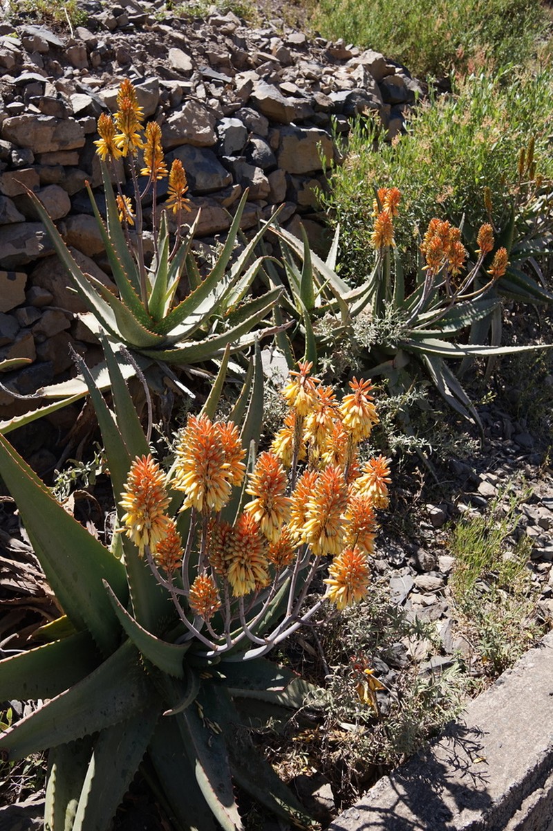 Aloe camperi photo 3